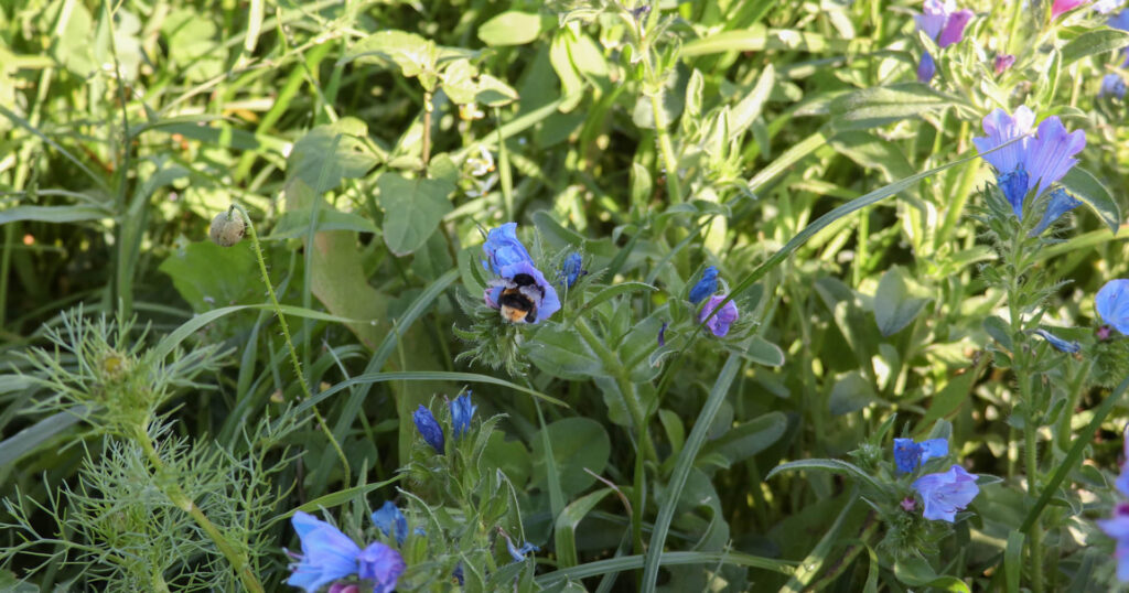 Blumenwiese auf der eine Hummel eine blaue Blüte bestäubt