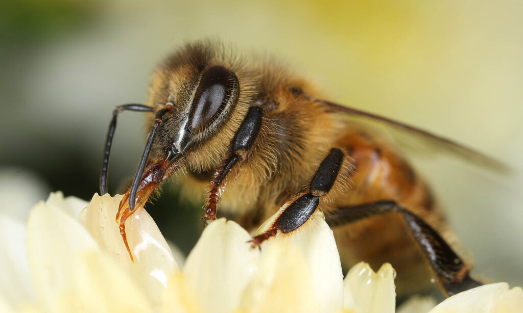 Nahaufnahme einer Biene auf einer Blüte
