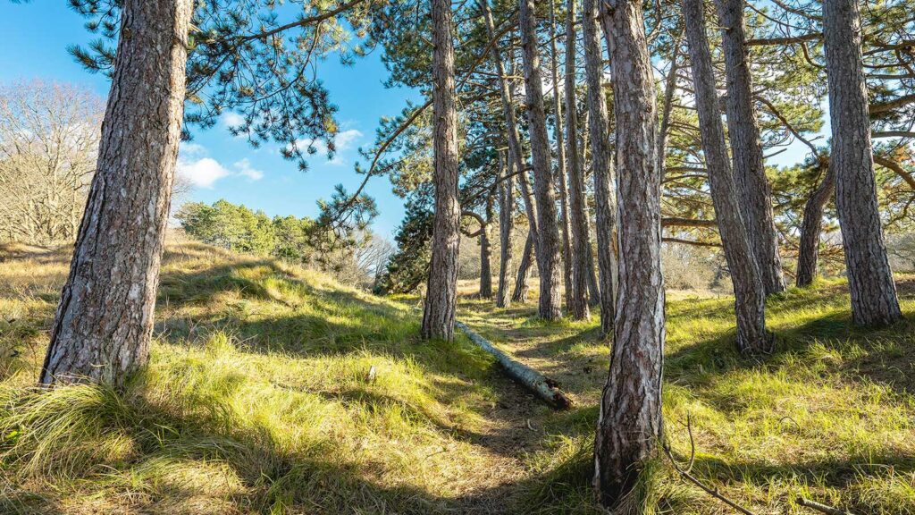 Heller Wald mit Bäumen